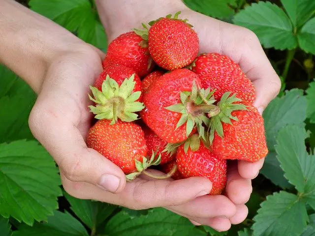 buying strawberries to our low carb strawberry cheesecake squares