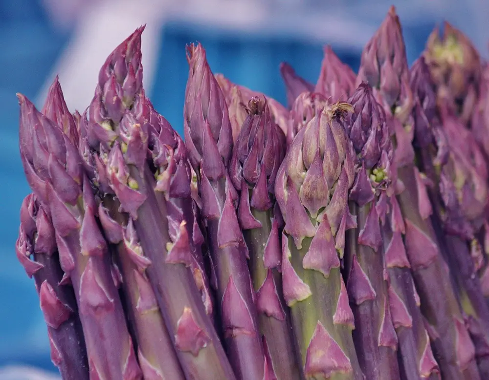 purple asparagus